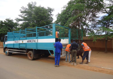 Niamey : Après le déguerpissement, la saisie des animaux errants :