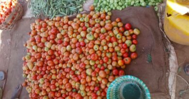SOCIÉTÉ : Les produits maraichers et les fruits de saison sur les marchés de Niamey (11-09-2025).